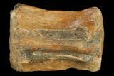 Fossil Hadrosaur (Edmontosaurus) Vertebra - Hell Creek Formation #114528-2